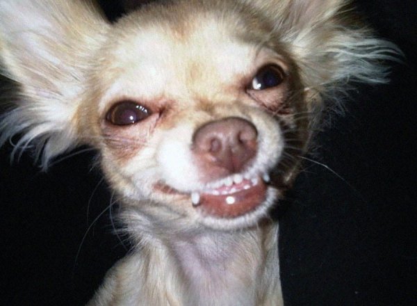 Чихуахуа страх