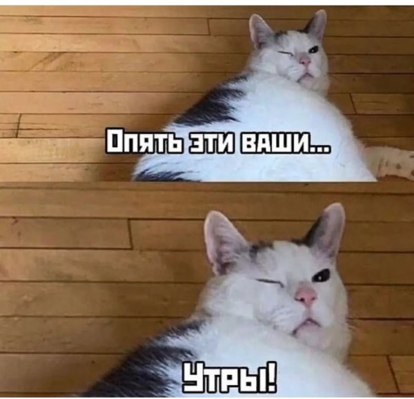 Коты мемы