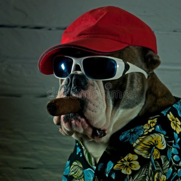 Крутая собака в кепке