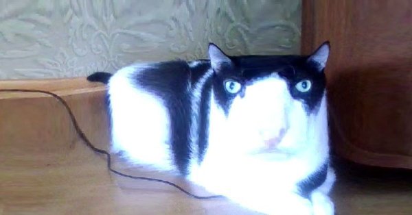 Квадратный кот