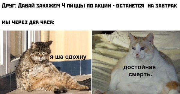 Мемы про котов