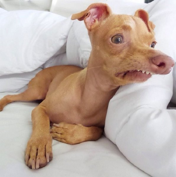 Чивини Туна