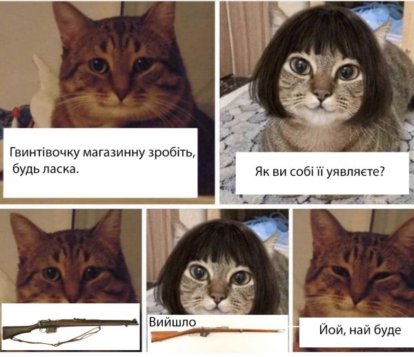 Коты мемы