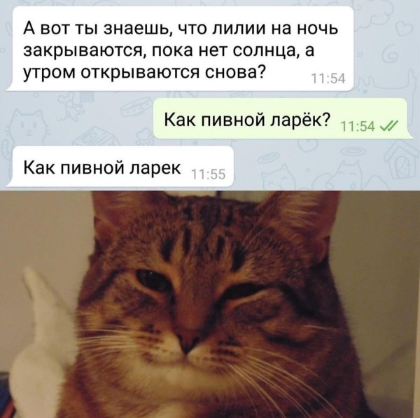 Как пивной ларек Мем коты
