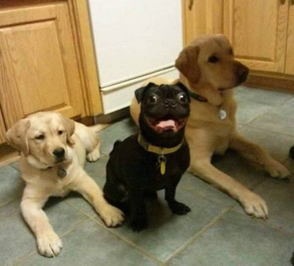 Мои друзья собаки