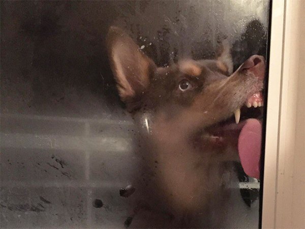 Собачка за стеклом