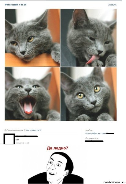 Ладно кот Мем