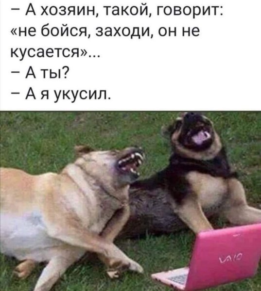 Шутки про собак в картинках