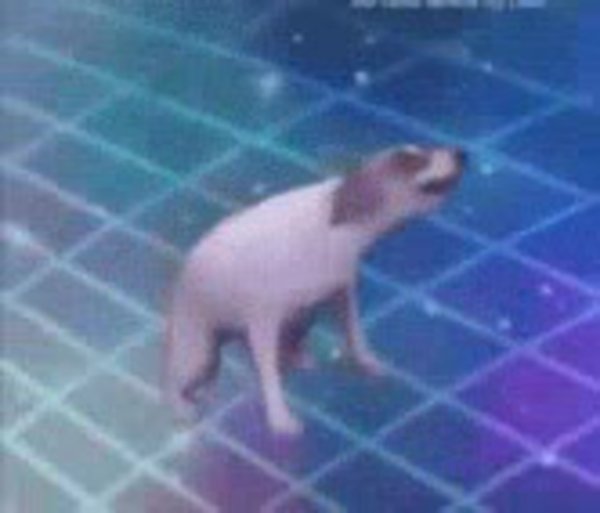 Танцующая собака gif