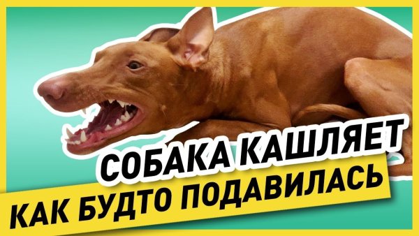 Питомниковый кашель у собак