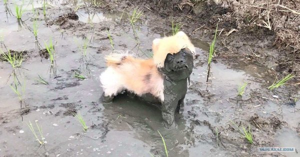 Собака в луже