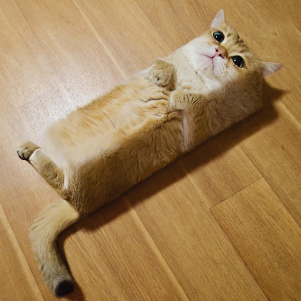 Квадратный котик