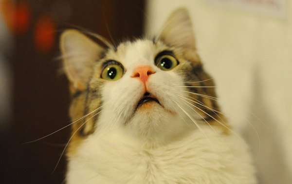 Испуганный кот