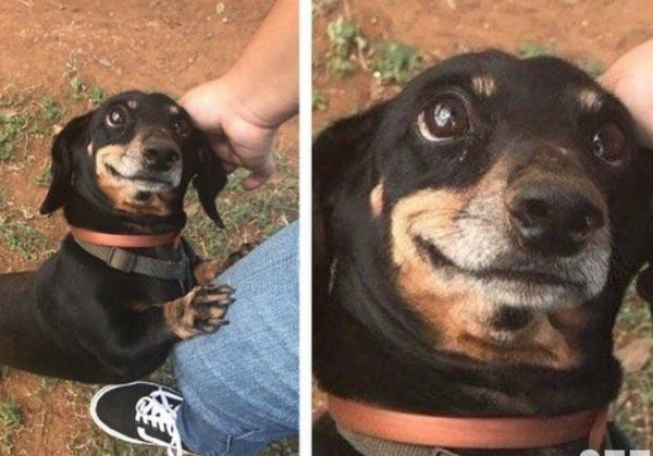 Мемы с таксами