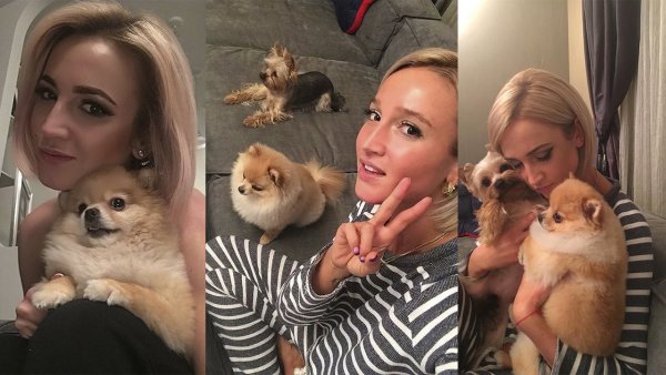 Собаки Бузовой