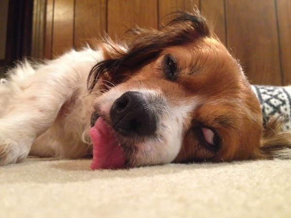 Соннся собака