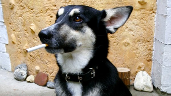 Собака с сигаретой