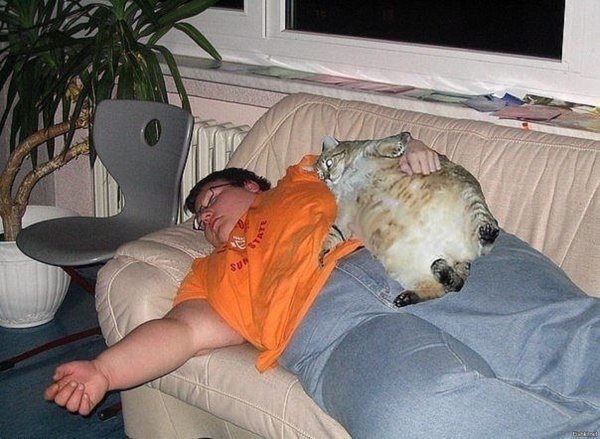 Обожравшийся кот