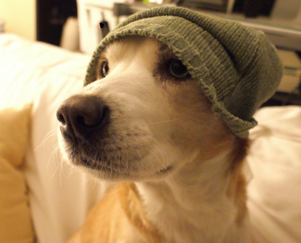 Шапка 'собака'