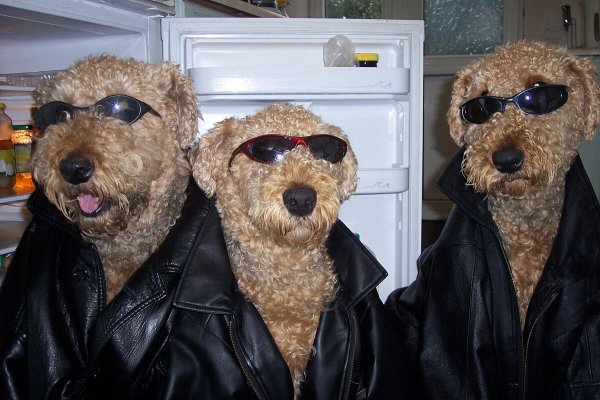 Собака гопник