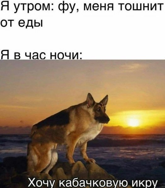 Макс иди овчарка Мем