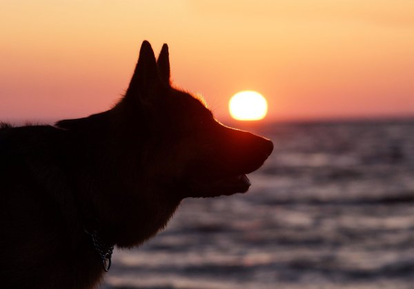 Собака море закат