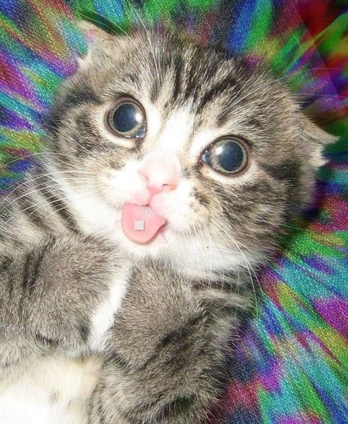 Котьс глазами в разные стороны