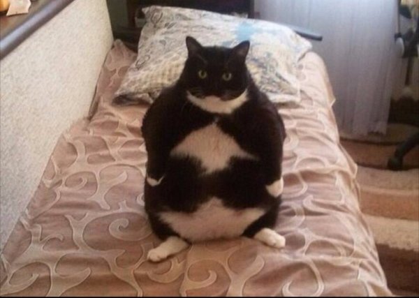 Толстые коты