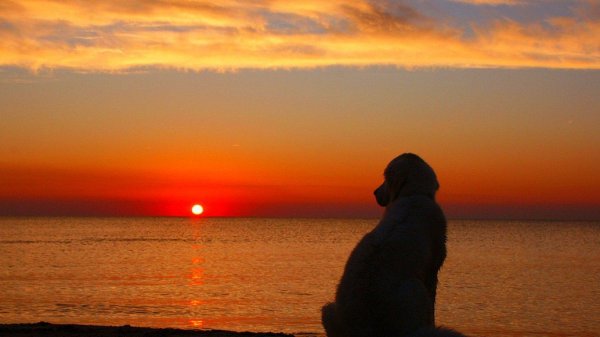 Собаки на пляже на закате