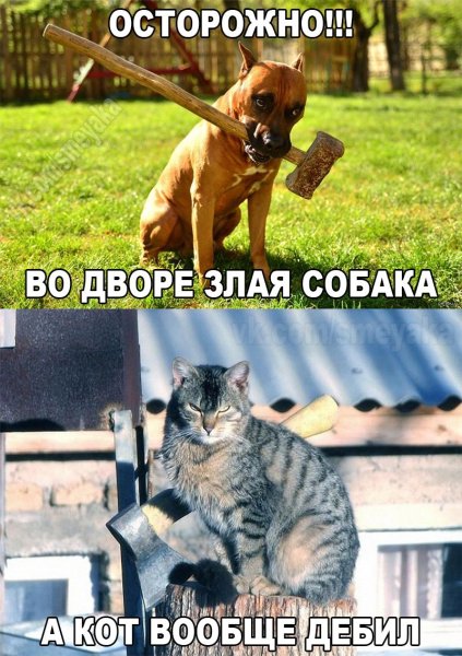 А кот ваще дебил