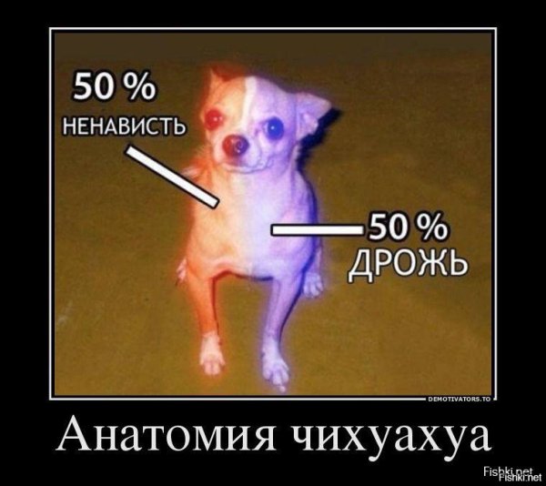 Чихуахуа 50% ненависти