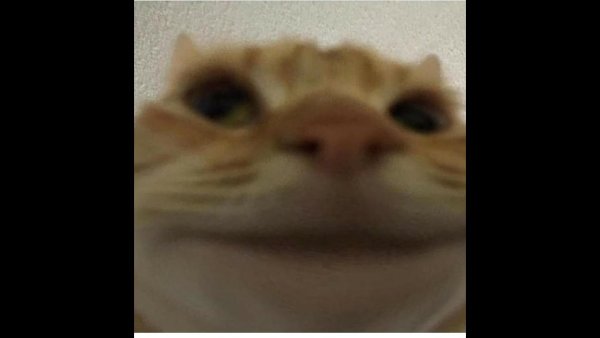 Кот кола Мем