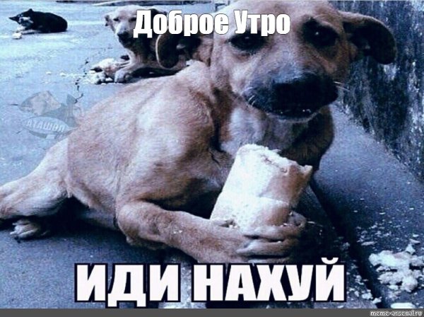 Собака с хлебом в лапах