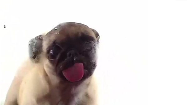 Мопс танцует