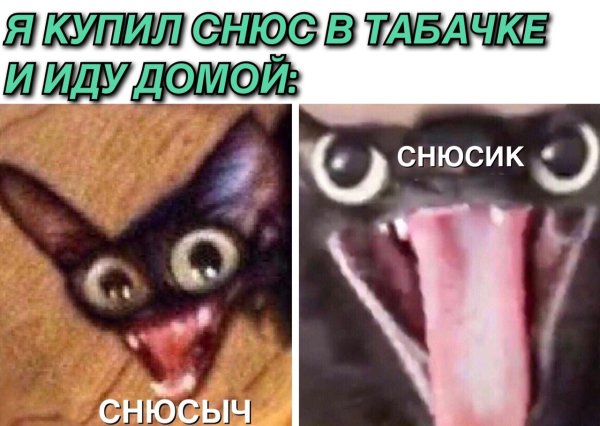 Мемы с котом