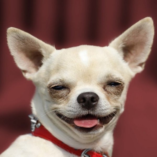 Чихуахуа Хуа злая