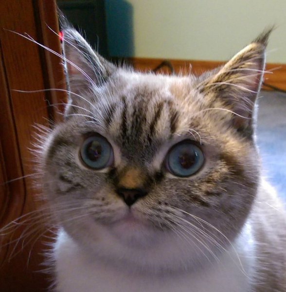 Упоротые коты