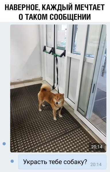 Хочешь я украду тебе собаку