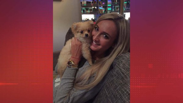 Шпиц Бузовой Челси