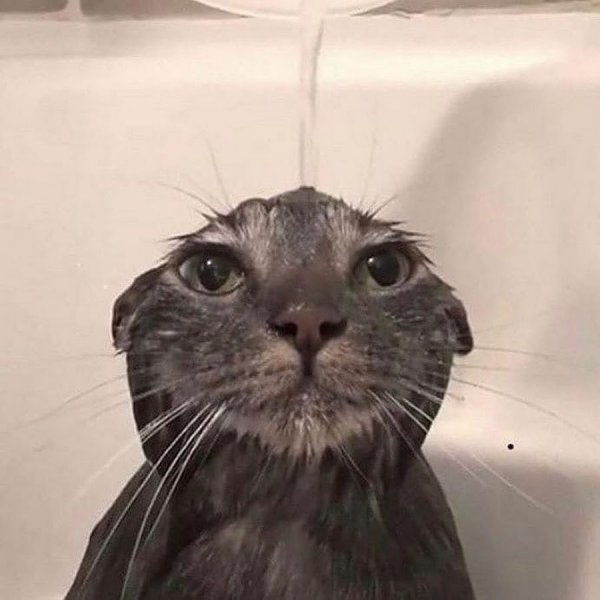 Мокрая кошка