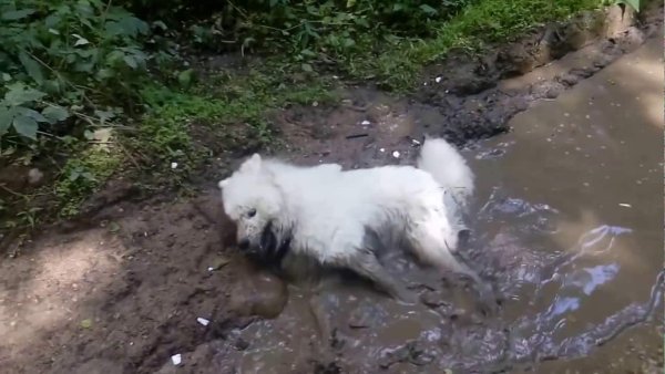 Самоед мокрый