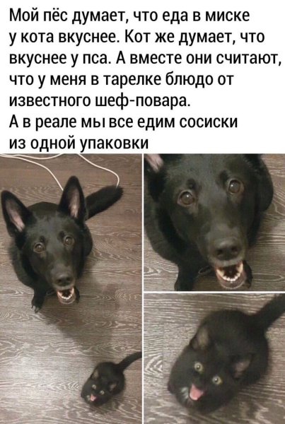 Смешные собаки мемы