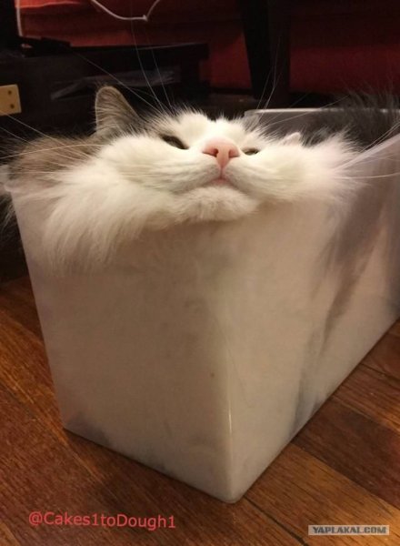 Квадратные коты