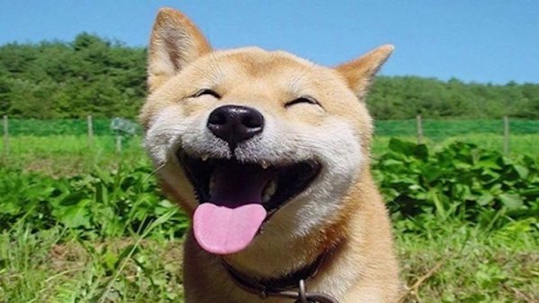 Пес улыбается