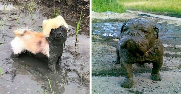 Маленькая собака в грязи