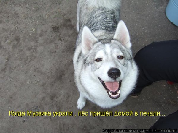 Мем укради мне собаку