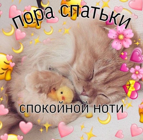 Спокойной ночи милый котик