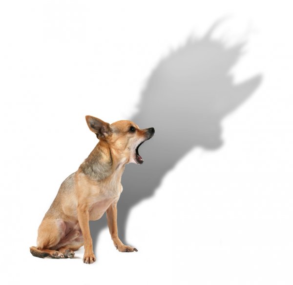 Маленькая собака с большой тенью