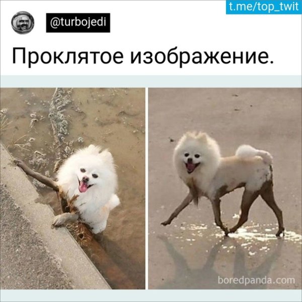 Шпиц с длинными ногами страшилка