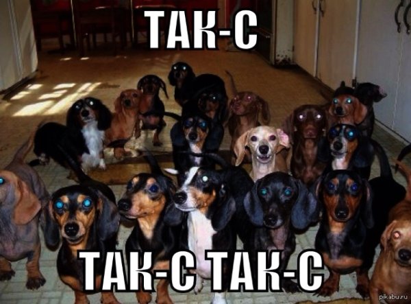 Мемы с собакой такса